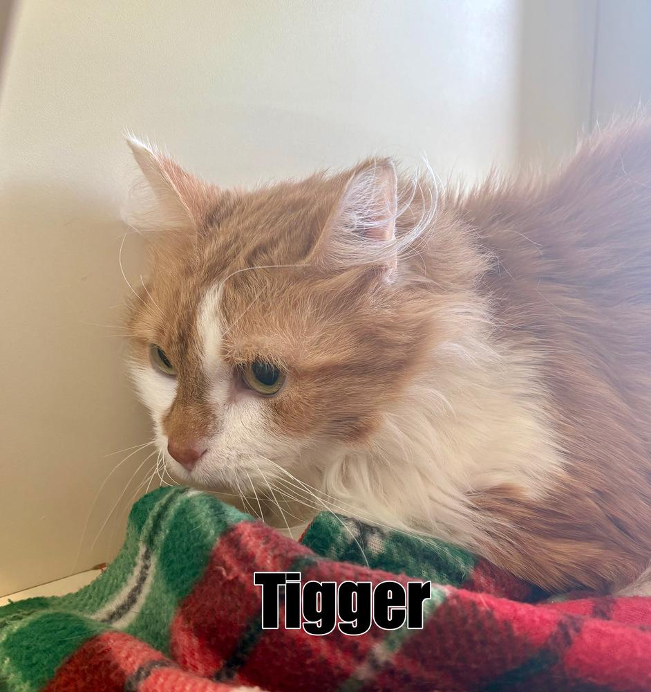 Enlarge Tigger ~ Available at PetSmart Warsaw, IN!!, a Adoptable Domestic Medium Hair in Rochester, IN image 2/2