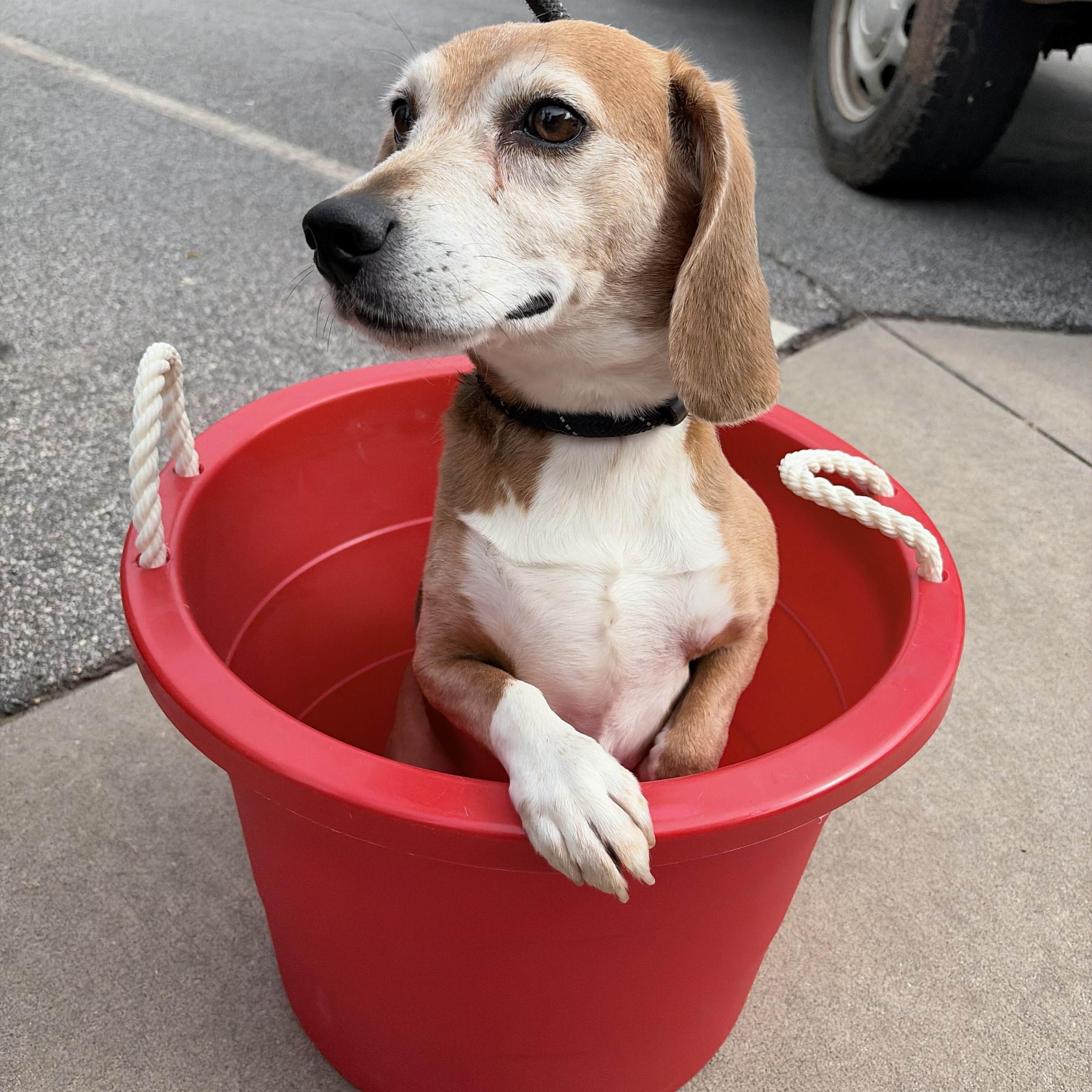 Josie, ADOPTABLE, Senior Female Beagle.