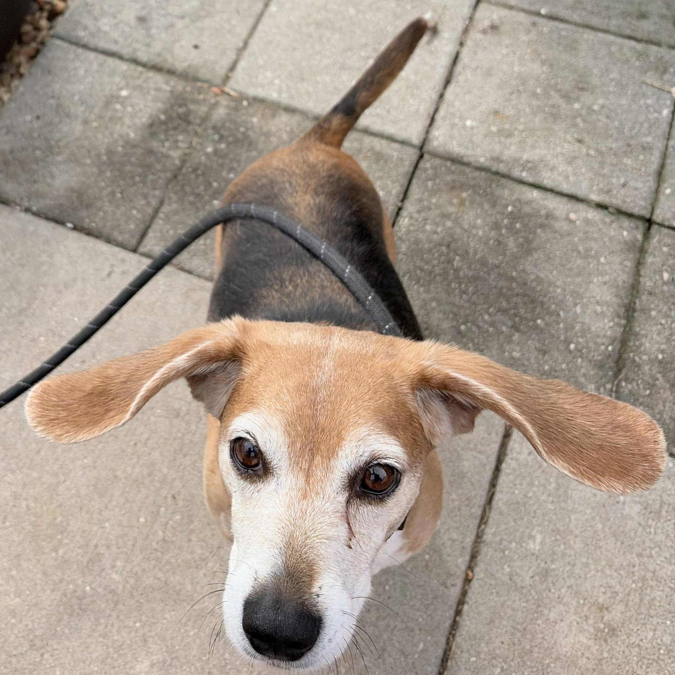 Enlarge Josie, a ADOPTABLE mixed breed in Franklin, NC image 5/5