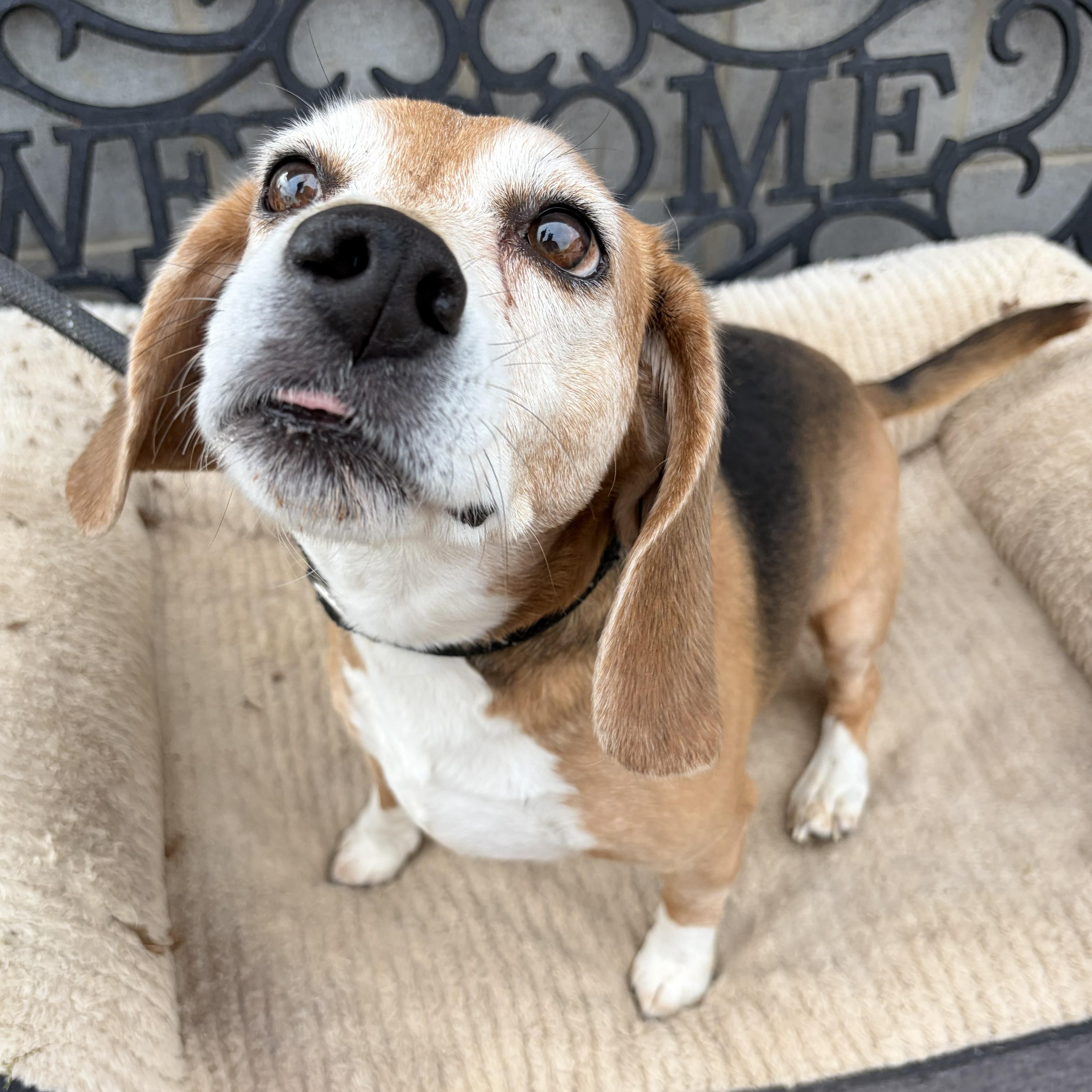 Enlarge Josie, a ADOPTABLE mixed breed in Franklin, NC image 4/5