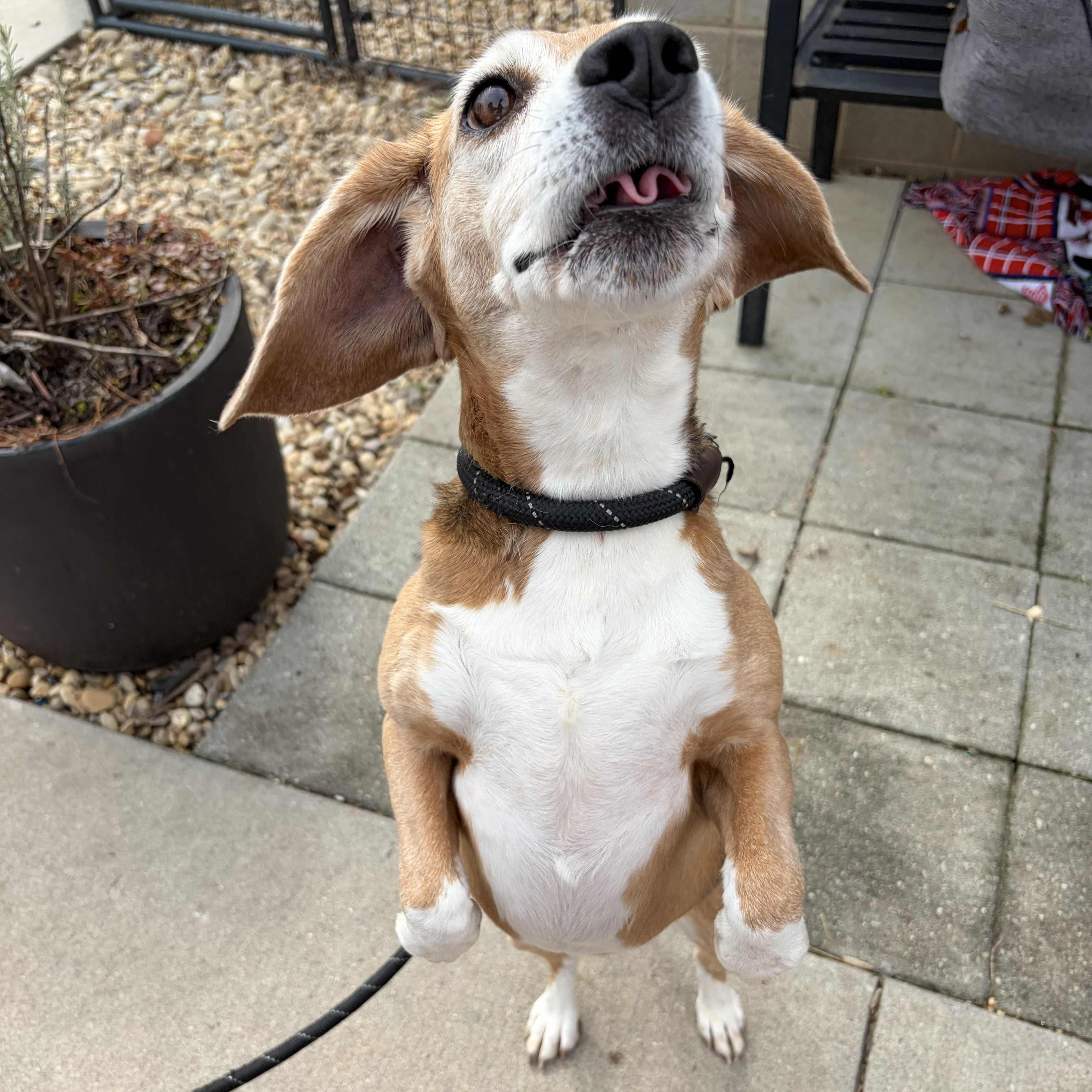 Enlarge Josie, a ADOPTABLE mixed breed in Franklin, NC image 3/5