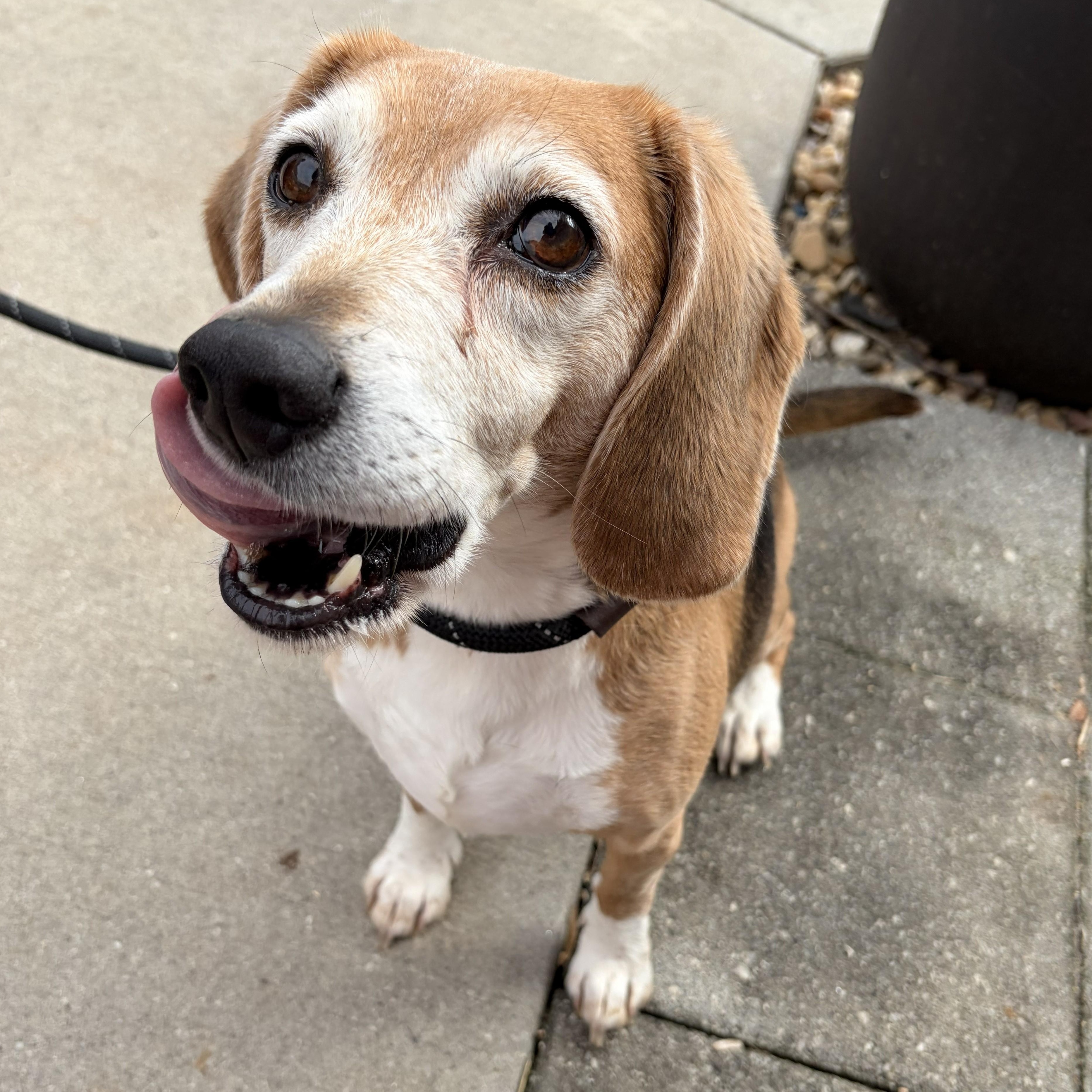Enlarge Josie, a ADOPTABLE mixed breed in Franklin, NC image 2/5