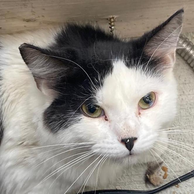 Freddie, Adoptable, Adult Male Domestic Short Hair.