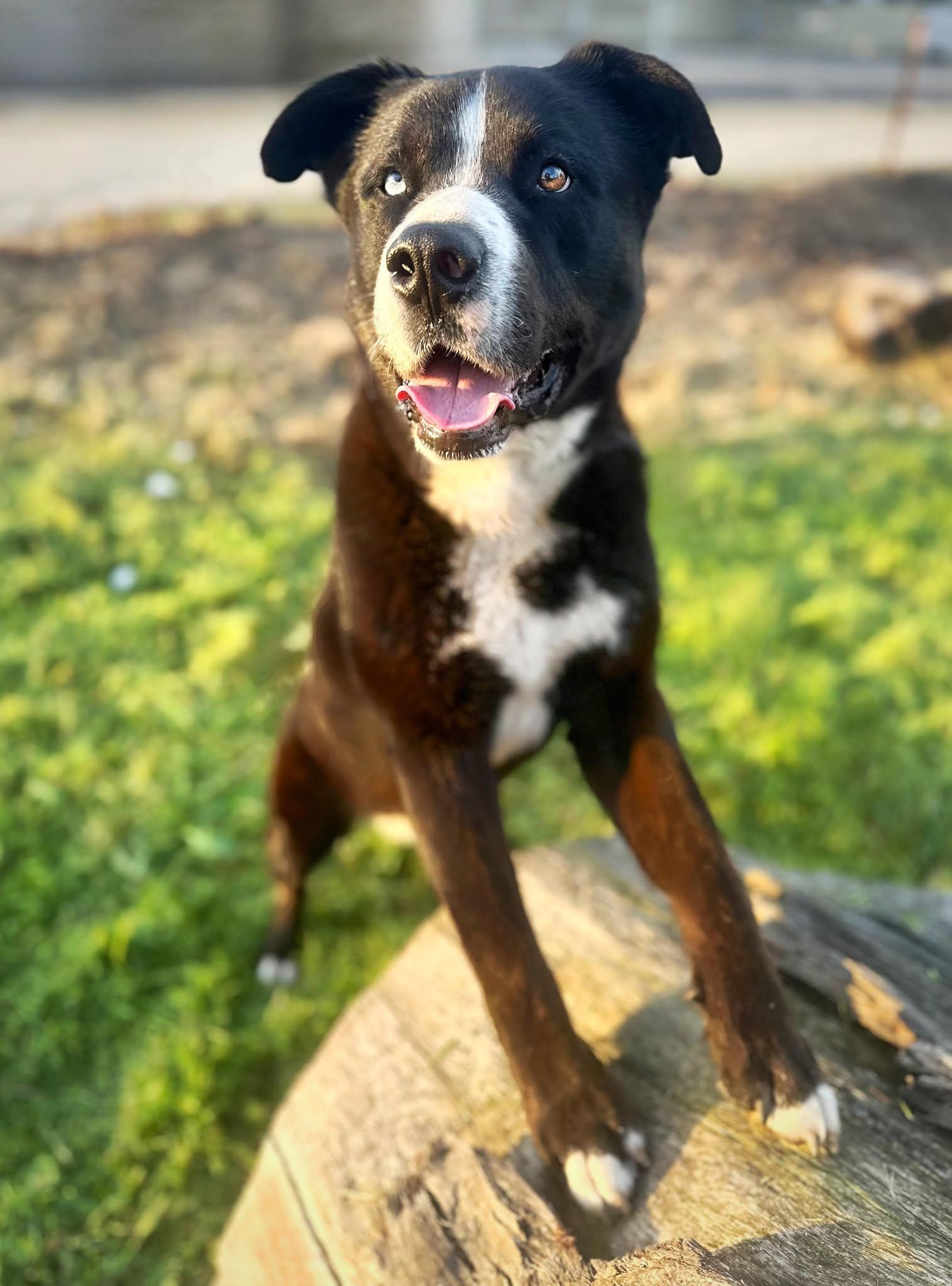 Pugsley, a Adoptable mixed breed in Modesto , CA image 1/3