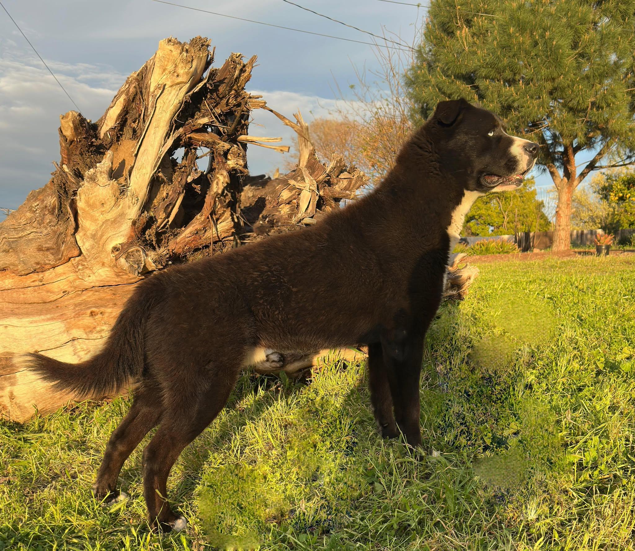 Pugsley, a Adoptable mixed breed in Modesto , CA image 2/3