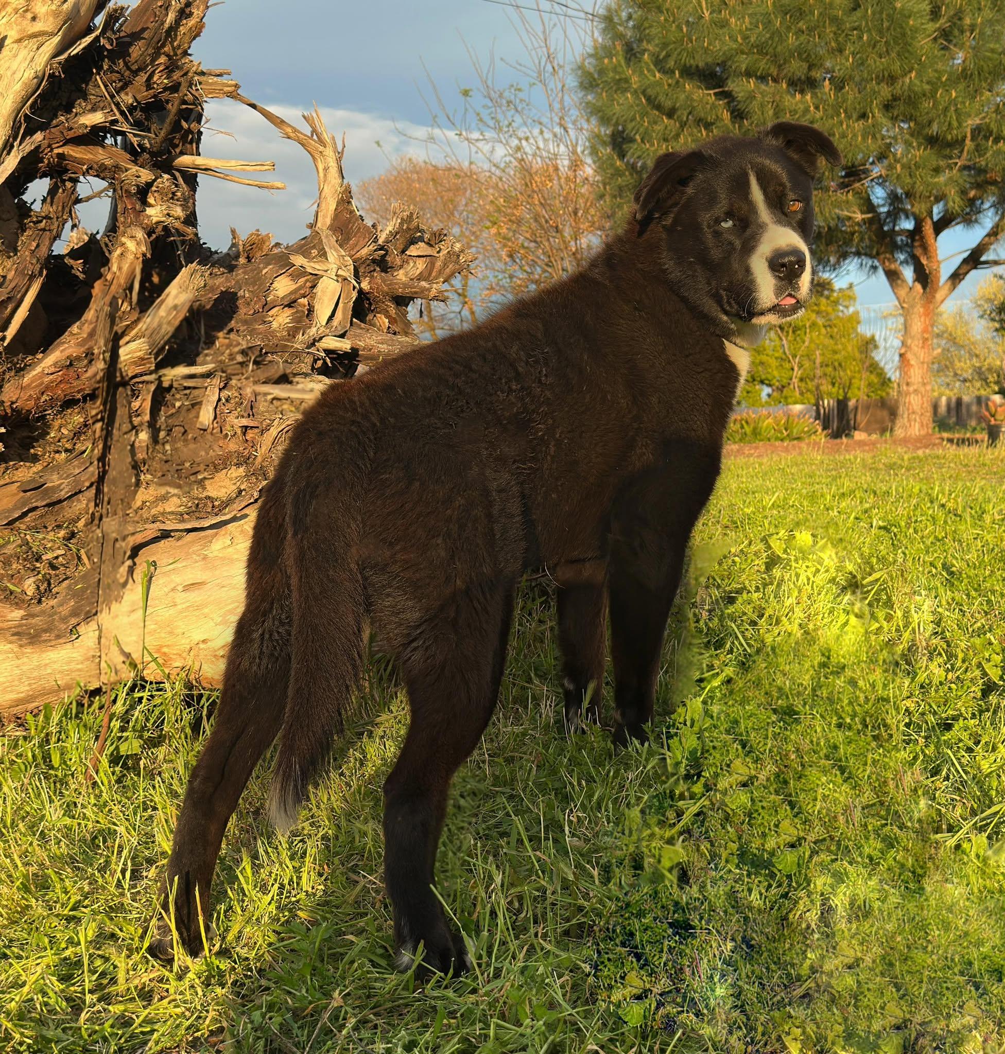 Pugsley, a Adoptable mixed breed in Modesto , CA image 3/3