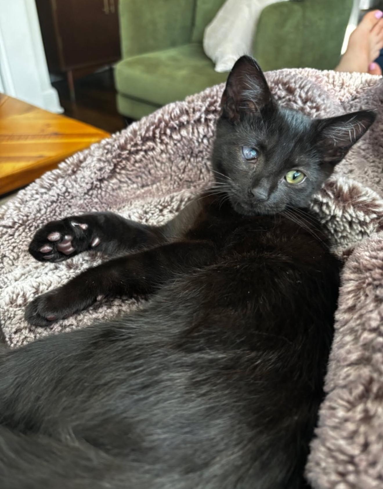 Fishstick, adopted, Young Male Domestic Short Hair.