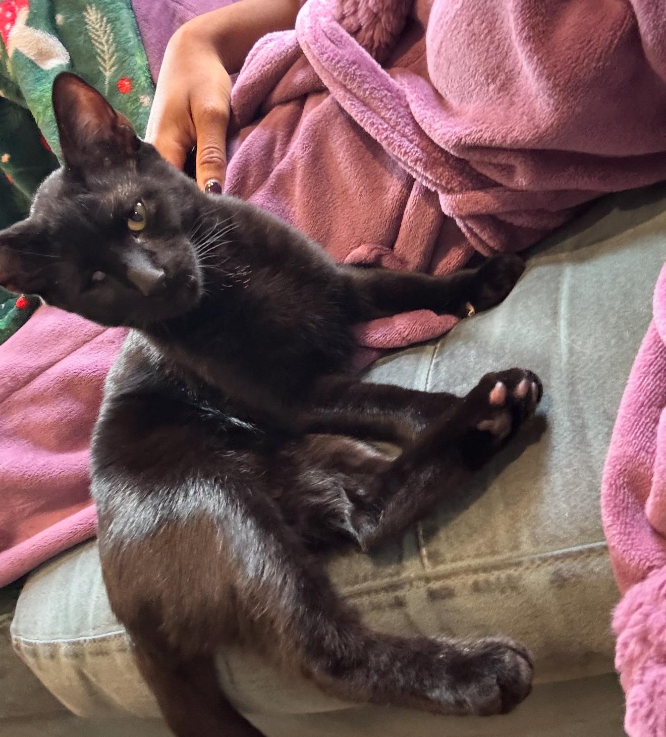 Fishstick, an adopted Domestic Short Hair in Nutley, NJ image 2/6