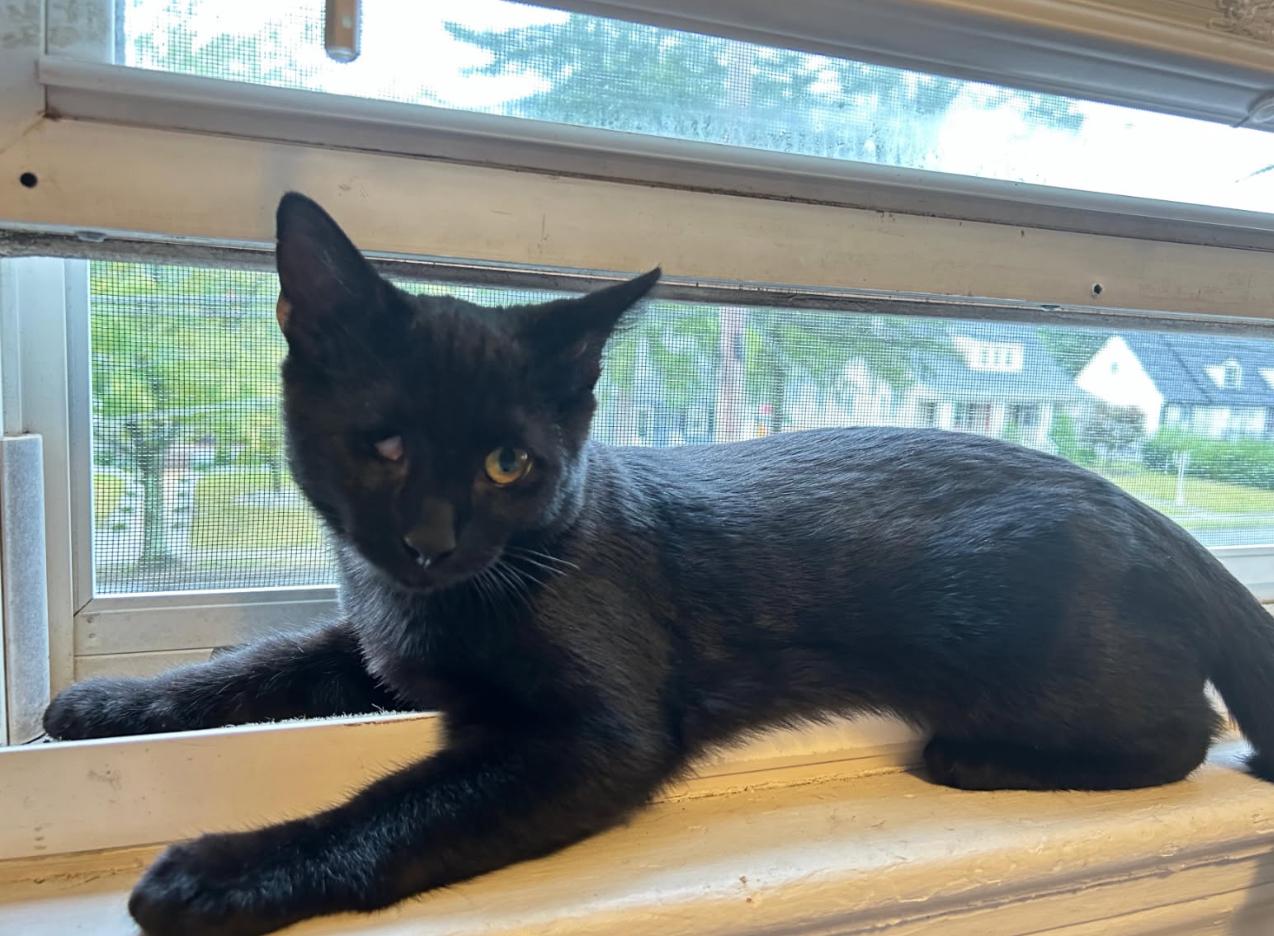 Fishstick, an adopted Domestic Short Hair in Nutley, NJ image 3/6