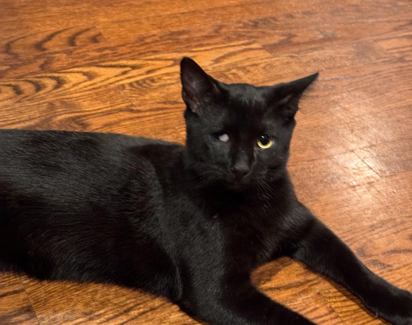 Fishstick, an adopted Domestic Short Hair in Nutley, NJ image 5/6