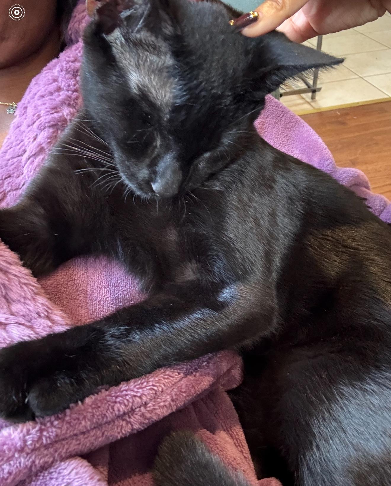 Fishstick, an adopted Domestic Short Hair in Nutley, NJ image 6/6