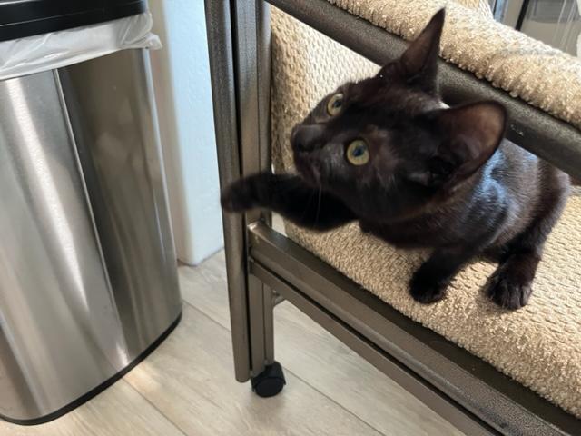 Enlarge Remi is Precious, a Adoptable Domestic Short Hair in Eagle Point, OR image 5/6