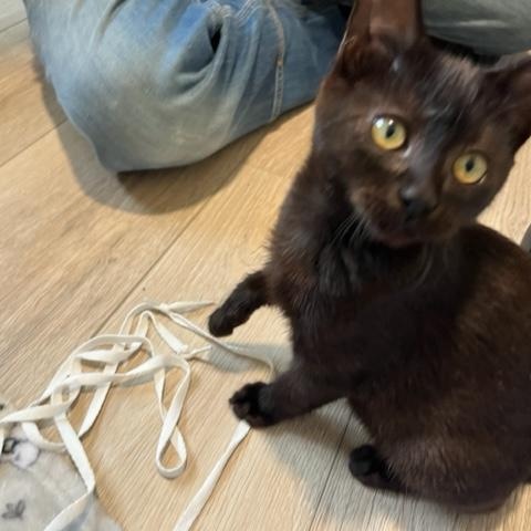 Enlarge Remi is Precious, a Adoptable Domestic Short Hair in Eagle Point, OR image 3/6