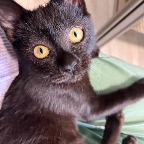 Enlarge Remi is Precious, a Adoptable Domestic Short Hair in Eagle Point, OR image 4/6