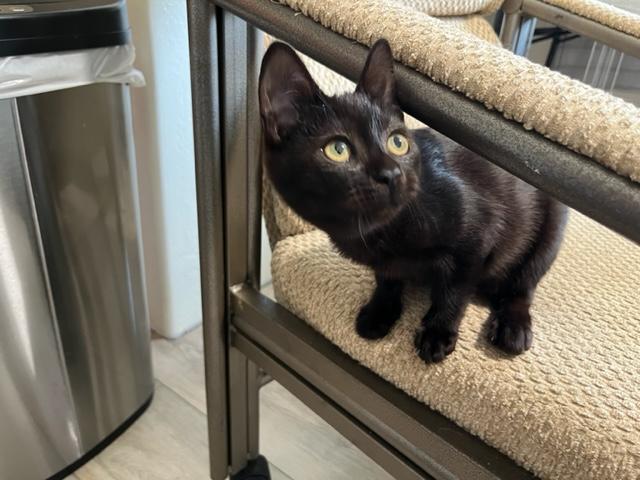 Remi is Precious, Adoptable, Kitten Female Domestic Short Hair.