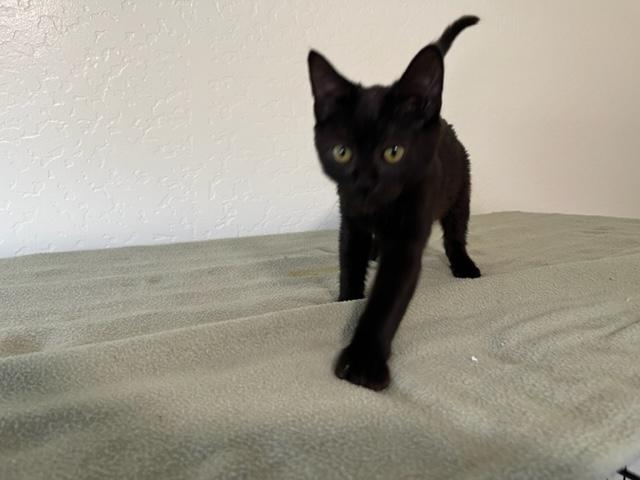 Enlarge Remi is Precious, a Adoptable Domestic Short Hair in Eagle Point, OR image 6/6