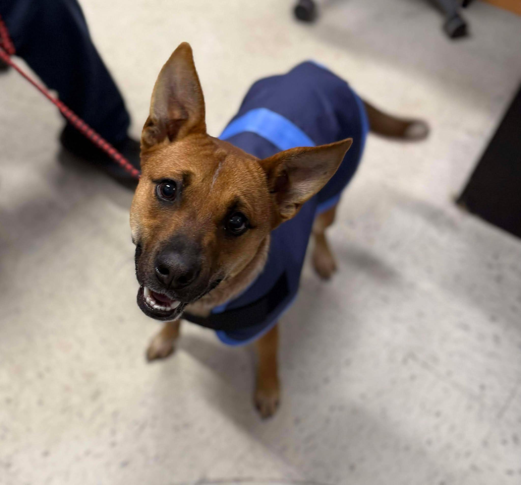 Enlarge Hattie, a ADOPTABLE mixed breed in Leitchfield, KY image 1/1