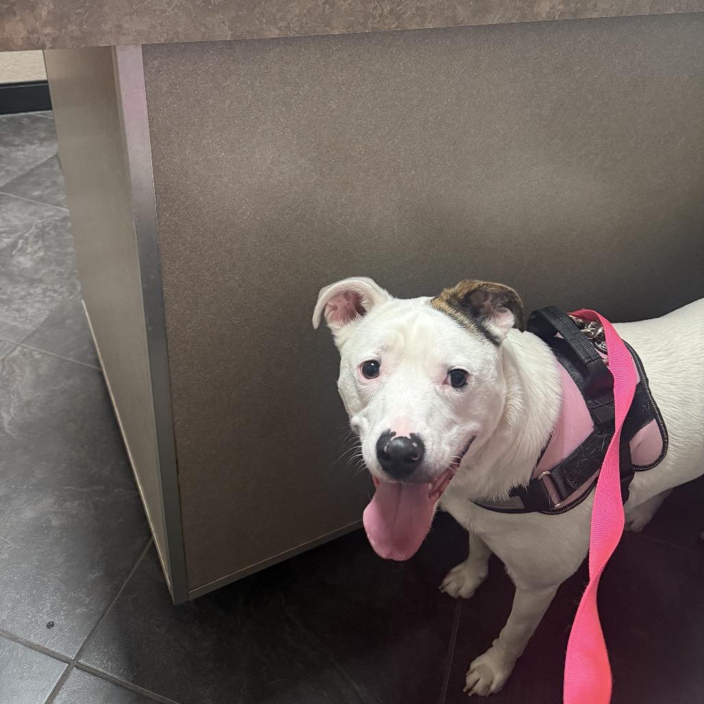 Enlarge Leyland Fur Z1120, a Adoptable mixed breed in Allen, TX image 1/6