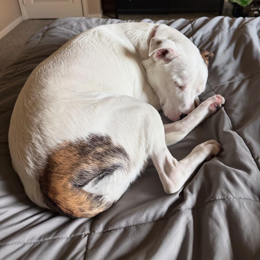 Enlarge Leyland Fur Z1120, a Adoptable mixed breed in Allen, TX image 2/6