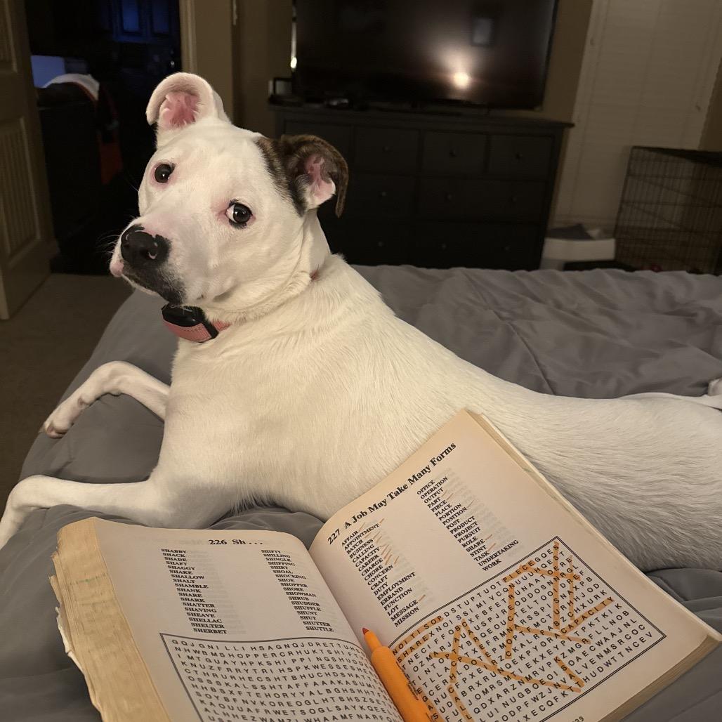 Enlarge Leyland Fur Z1120, a Adoptable mixed breed in Allen, TX image 3/6