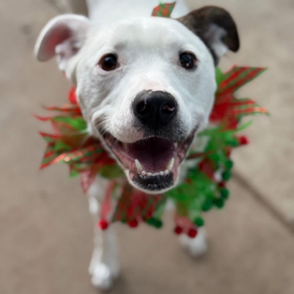 Enlarge Leyland Fur Z1120, a Adoptable mixed breed in Allen, TX image 4/6