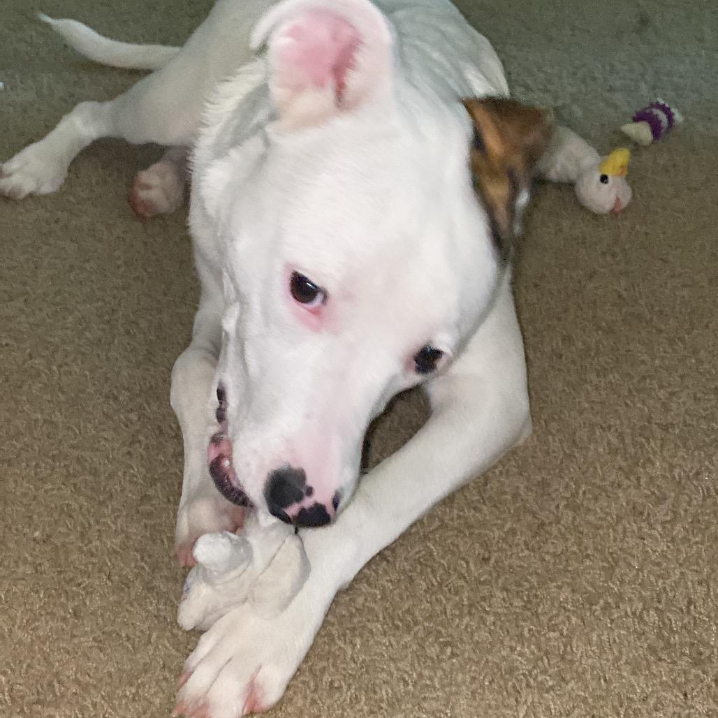 Enlarge Leyland Fur Z1120, a Adoptable mixed breed in Allen, TX image 5/6