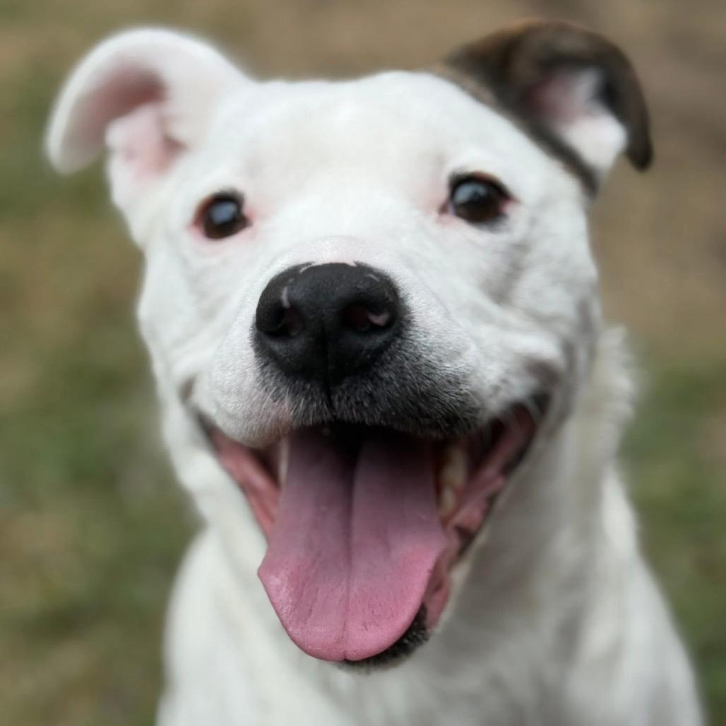 Enlarge Leyland Fur Z1120, a Adoptable mixed breed in Allen, TX image 1/1