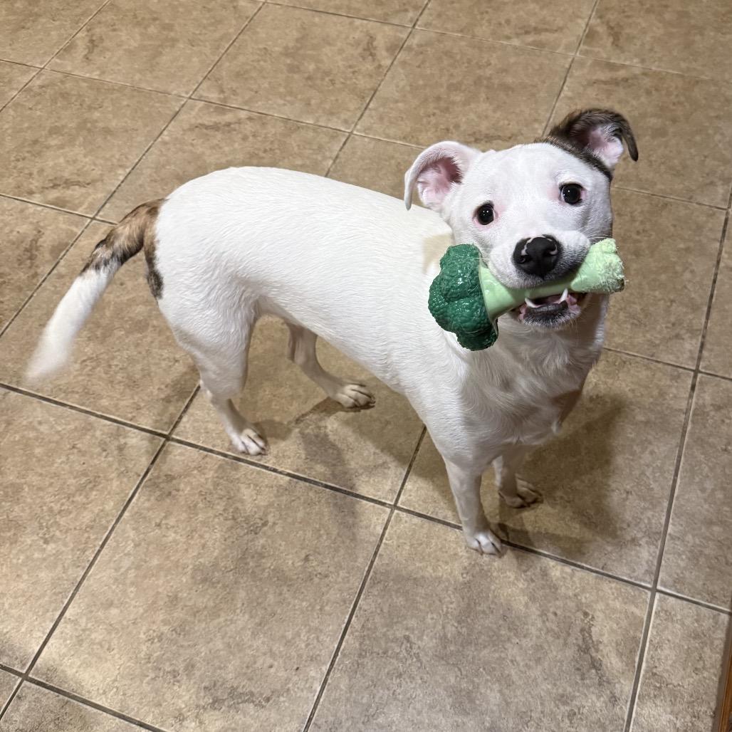 Enlarge Leyland Fur Z1120, a Adoptable mixed breed in Allen, TX image 6/6