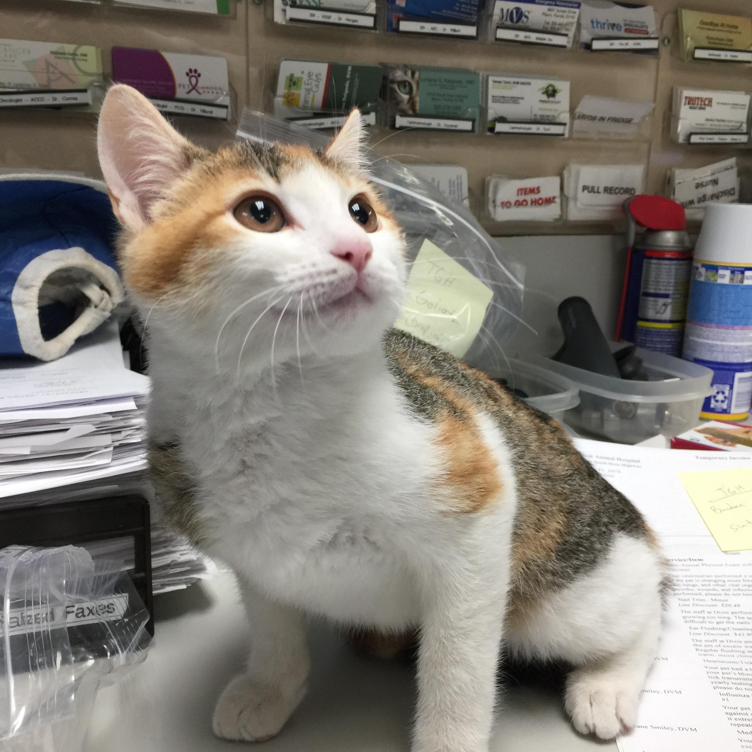 Enlarge Elsa, a Adopted Calico in Miami, FL image 2/4