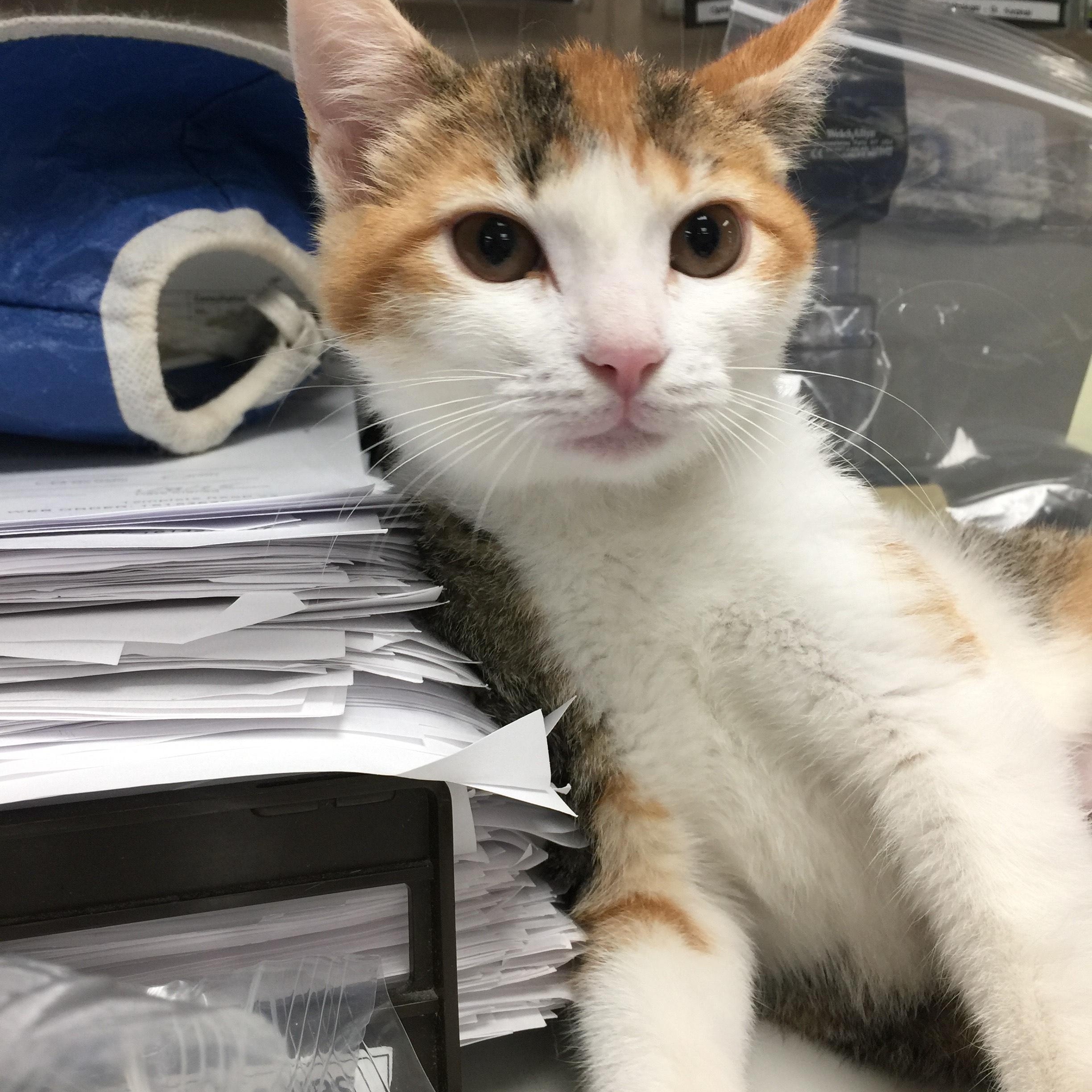 Enlarge Elsa, a Adopted Calico in Miami, FL image 3/4