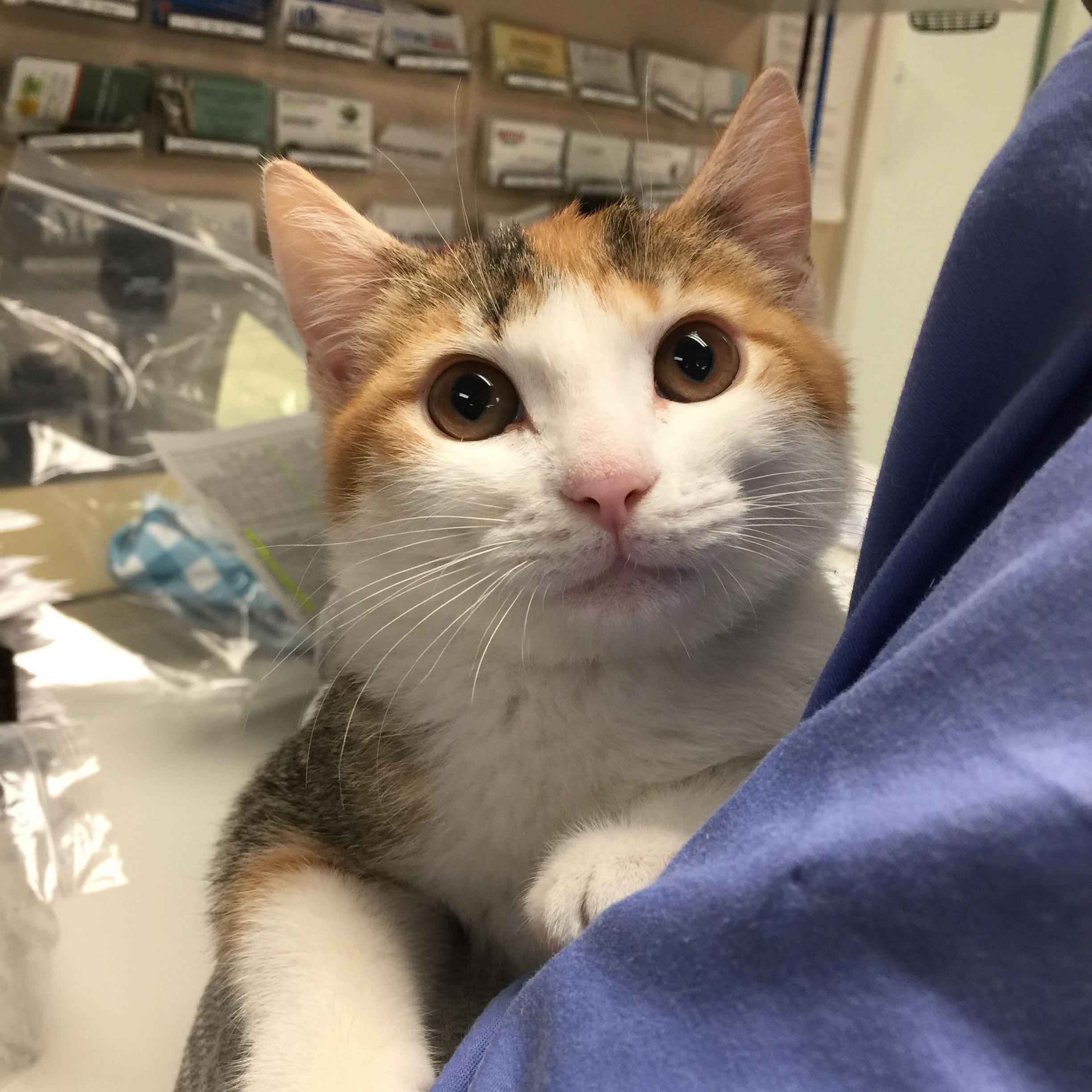 Elsa, Adopted, Young Female Calico.
