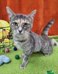 Enlarge Charlotte, a ADOPTABLE Domestic Short Hair in Bucyrus, OH image 2/3