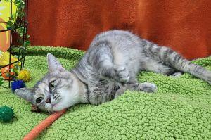 Enlarge Charlotte, a ADOPTABLE Domestic Short Hair in Bucyrus, OH image 3/3