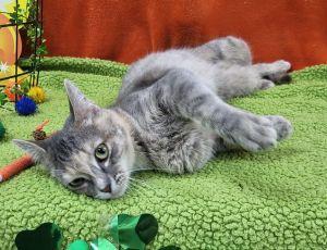 Charlotte, ADOPTABLE, Young Female Domestic Short Hair.