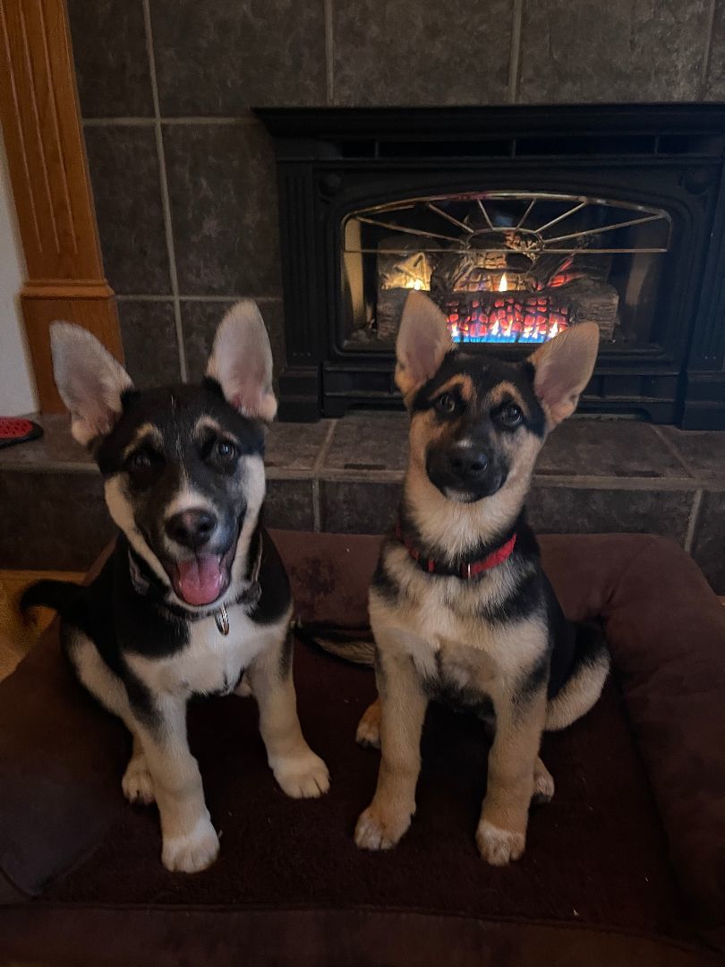 Opal , Adopted, Puppy Female German Shepherd Dog.