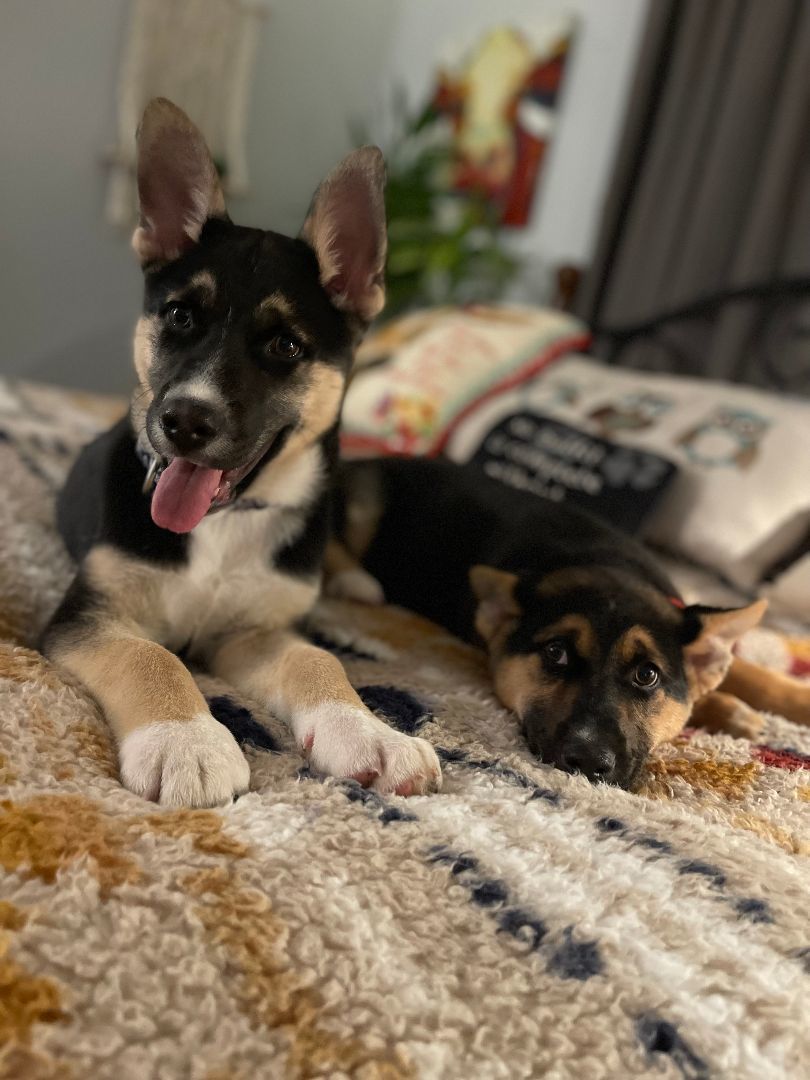 Opal , a Adopted mixed breed in Yreka, CA image 2/6