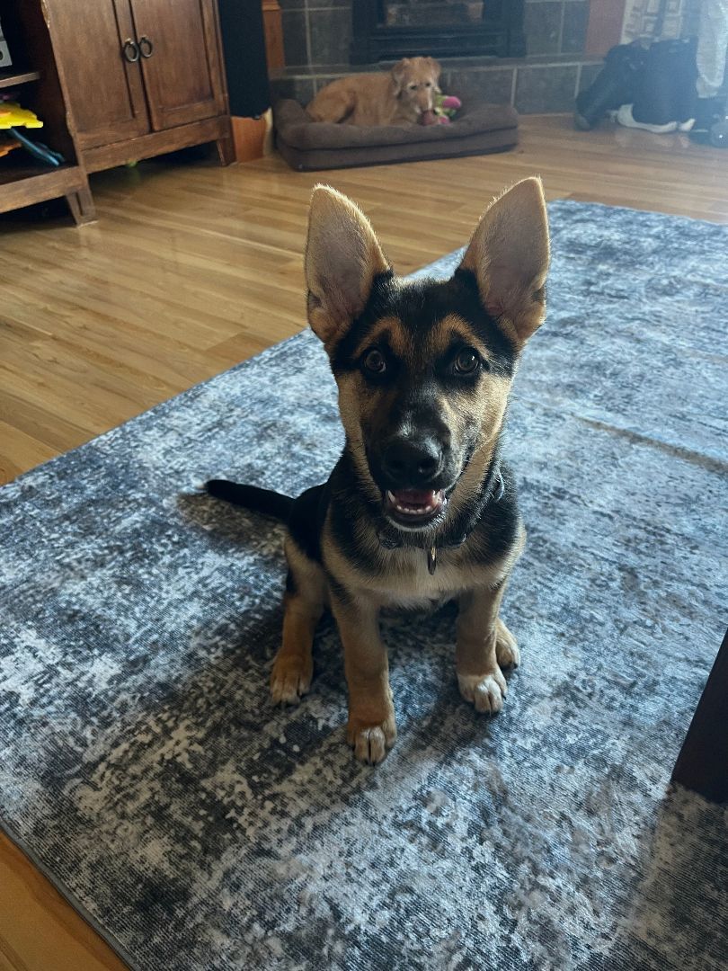 Opal , a Adopted mixed breed in Yreka, CA image 3/6