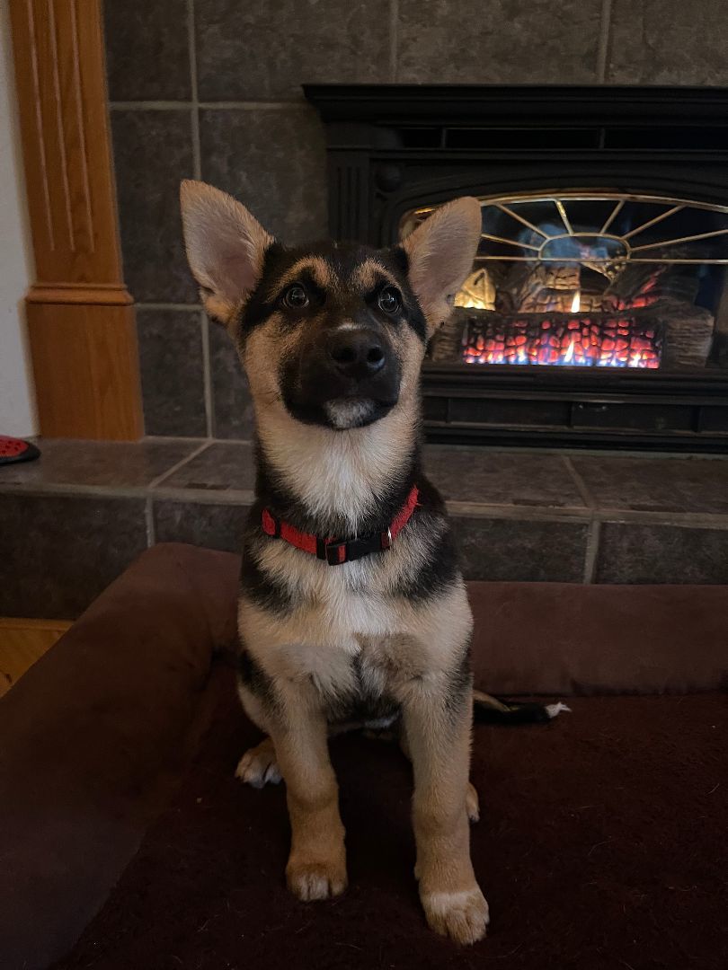 Opal , a Adopted mixed breed in Yreka, CA image 4/6