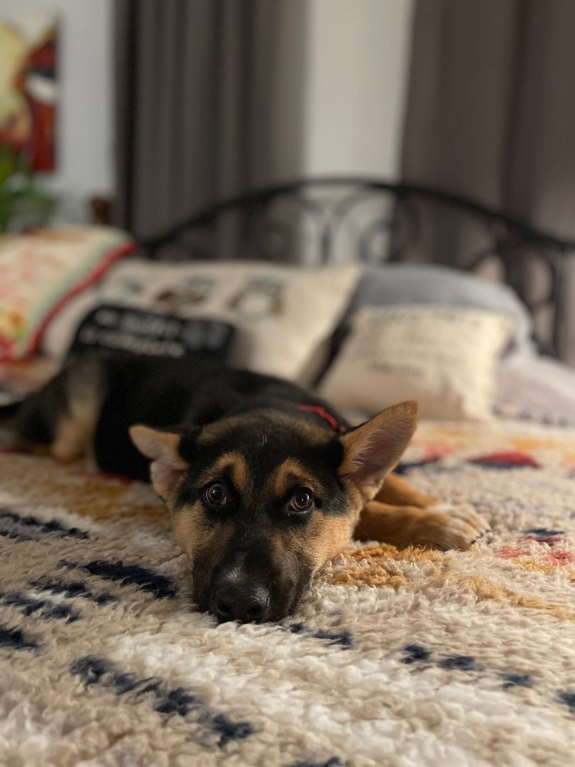 Opal , a Adopted mixed breed in Yreka, CA image 5/6