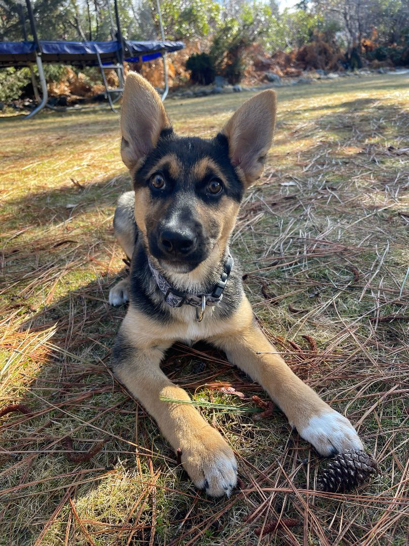 Opal , a Adopted mixed breed in Yreka, CA image 6/6
