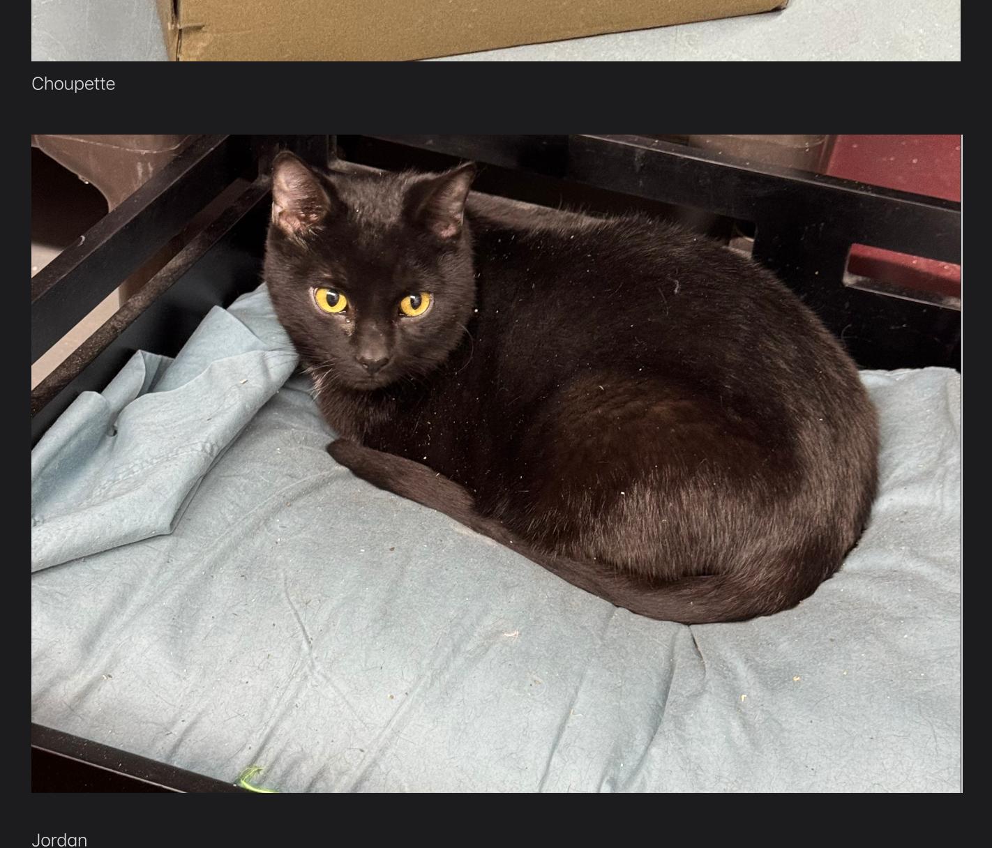 Choupette, ADOPTABLE, Adult Female Domestic Short Hair.