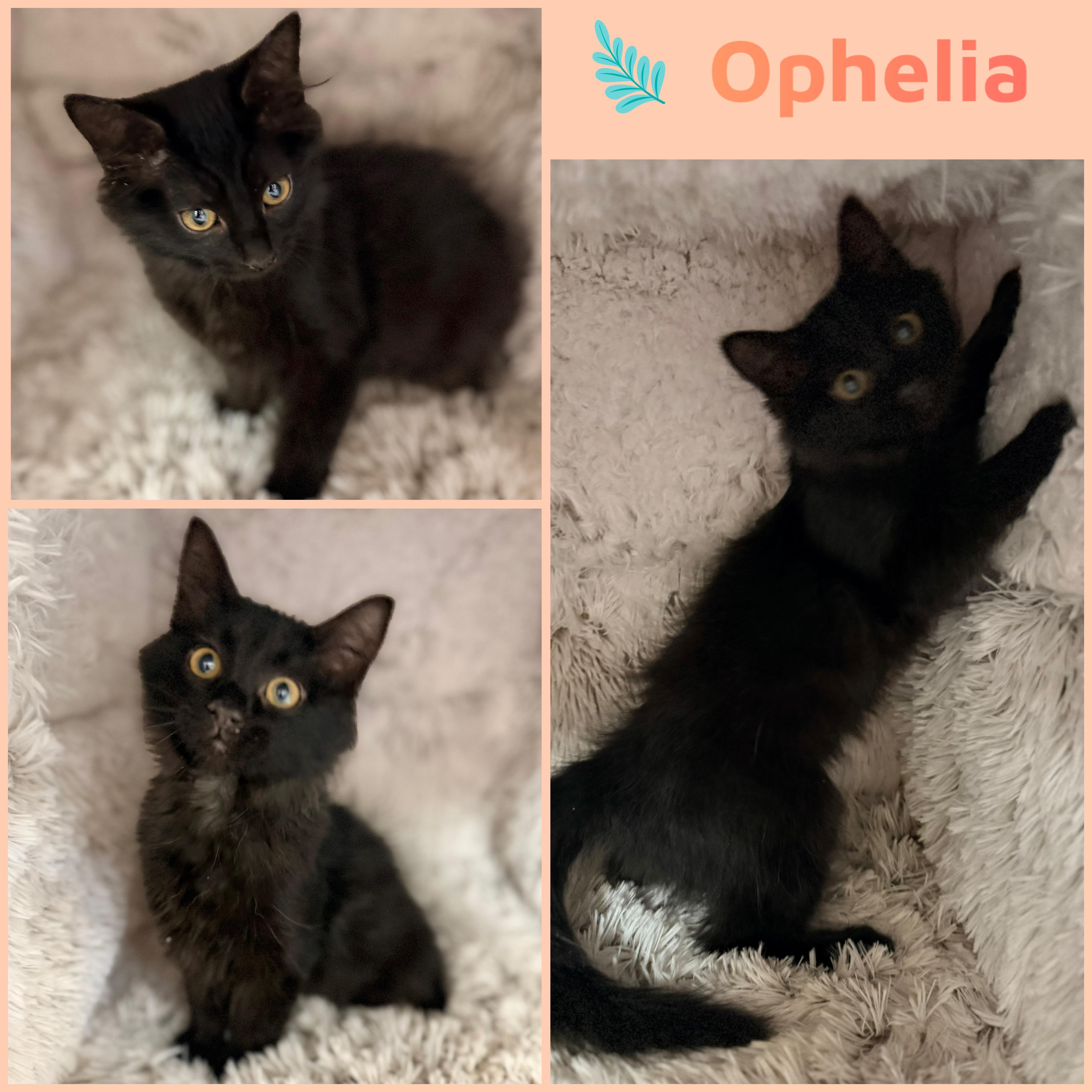 Ophelia, ADOPTABLE, Kitten Female Domestic Medium Hair.