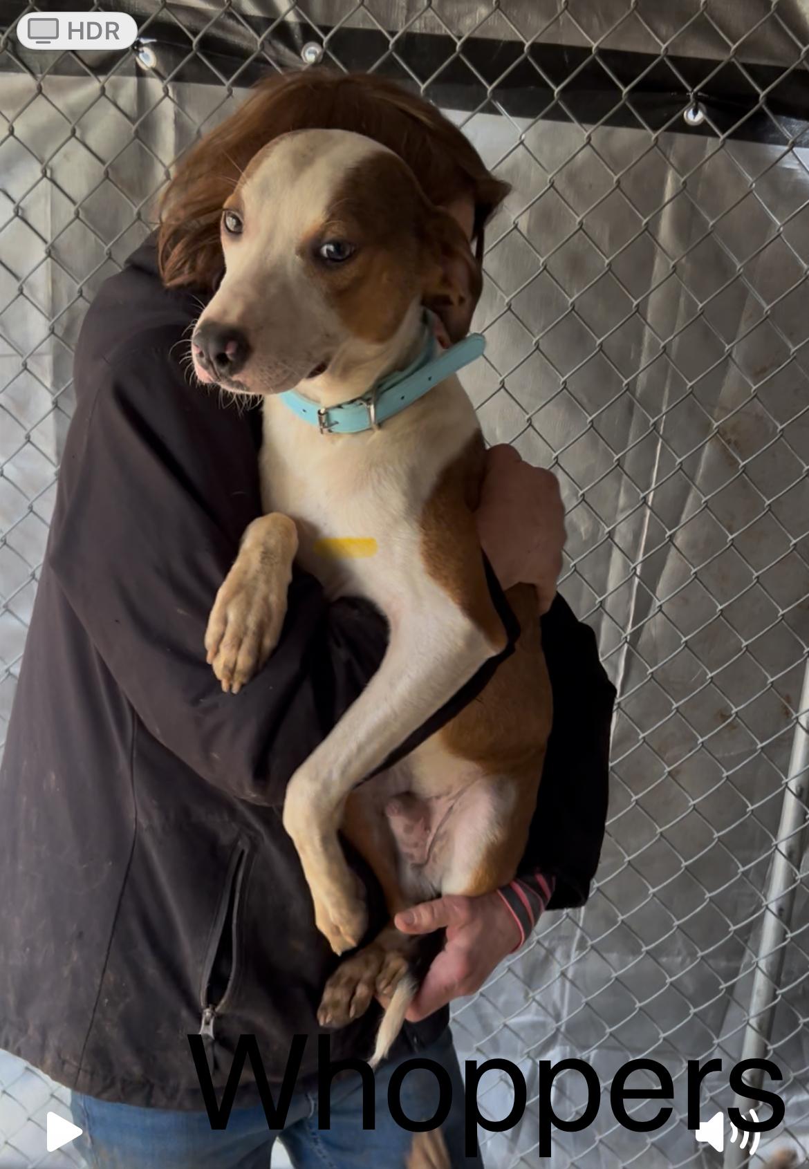 Whoppers thumbnail 2