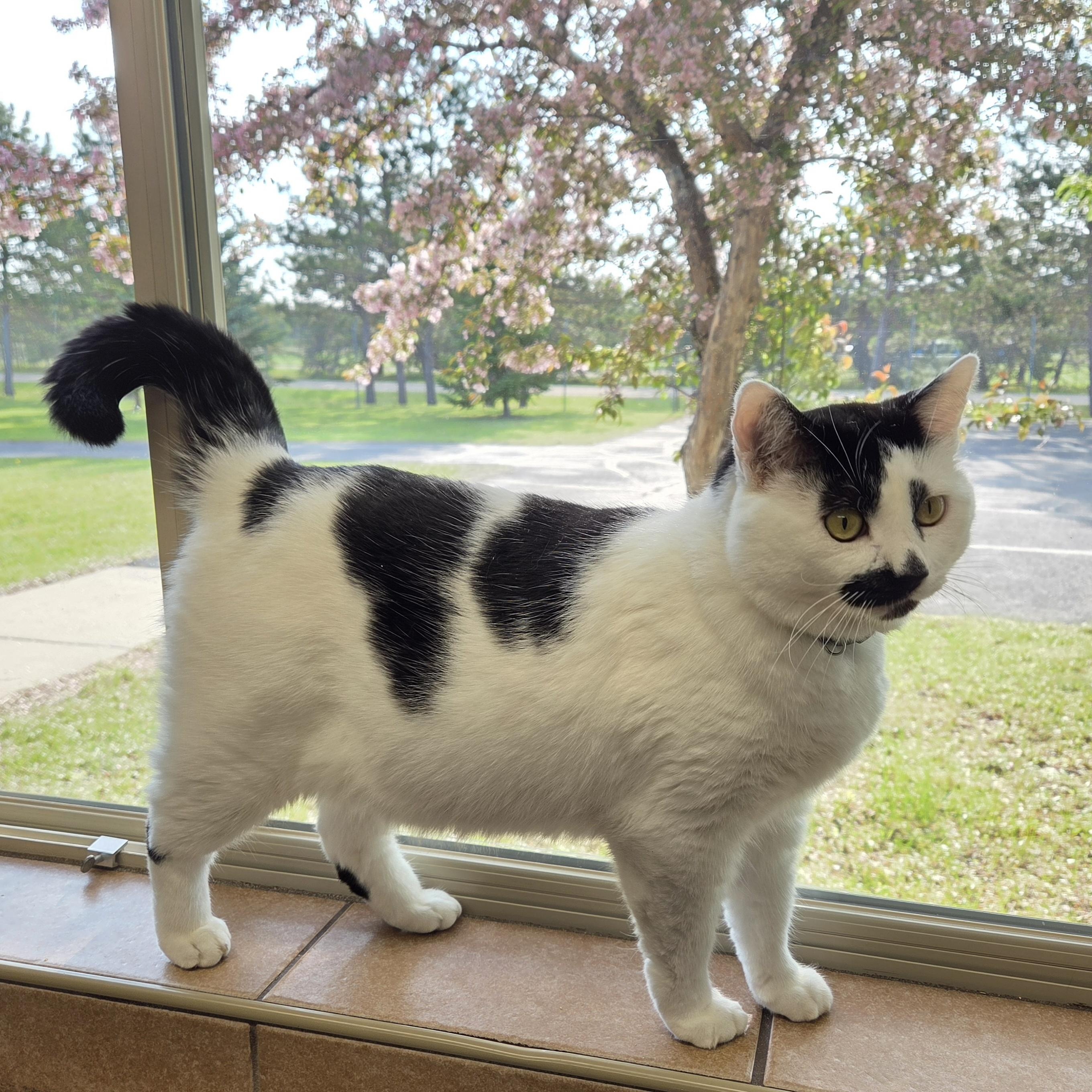 Archie, an adoptable mixed breed in Park Rapids, MN image 2/2