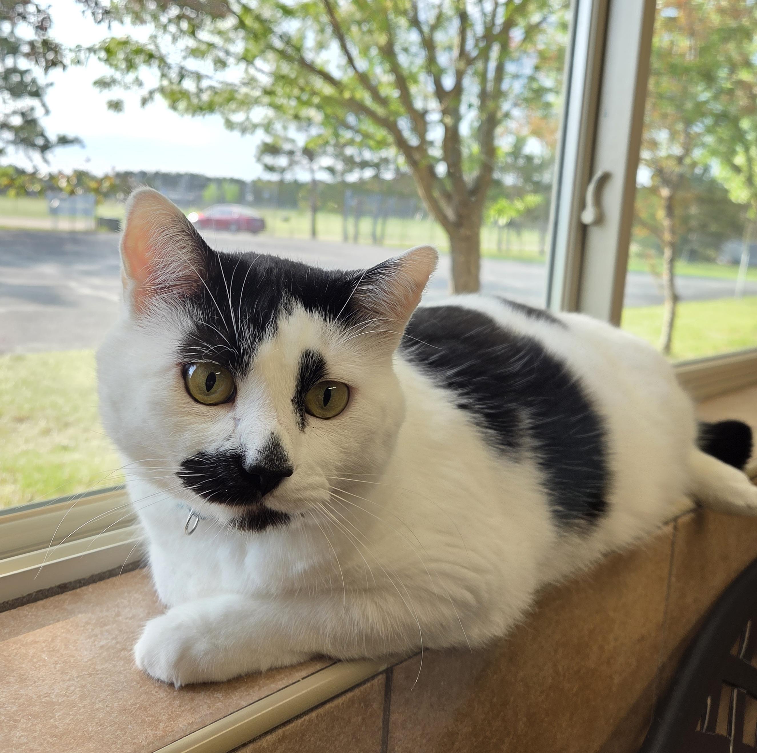 Archie, adoptable, Adult Male Domestic Short Hair.