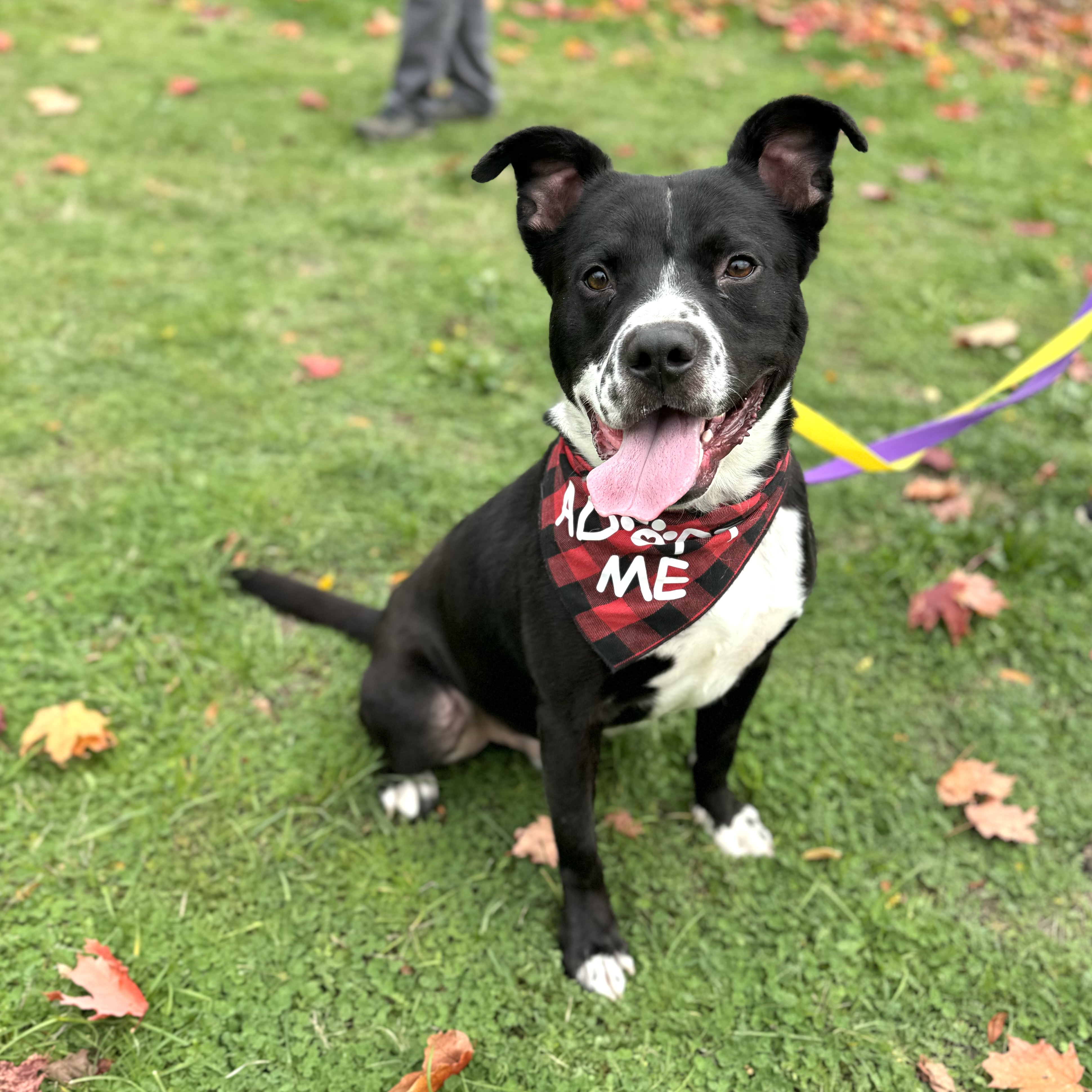 Dog for adoption Zoo Zoo, a Staffordshire Bull Terrier Mix in Blaine