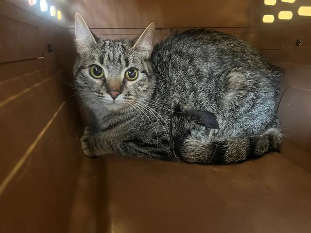LITTLE GIRL, Adoptable, Young Female Domestic Short Hair.