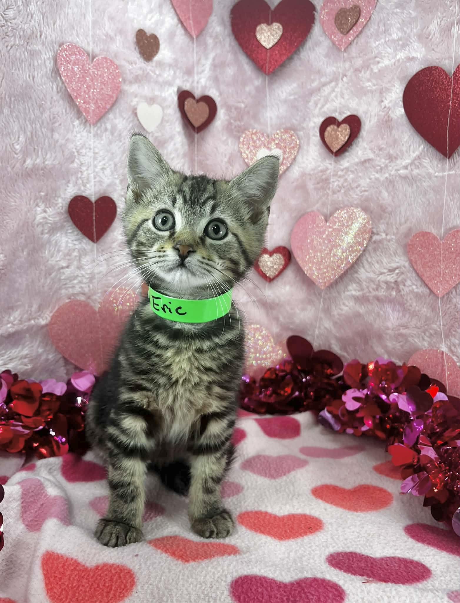 Eric, adopted, Kitten Male Tabby.