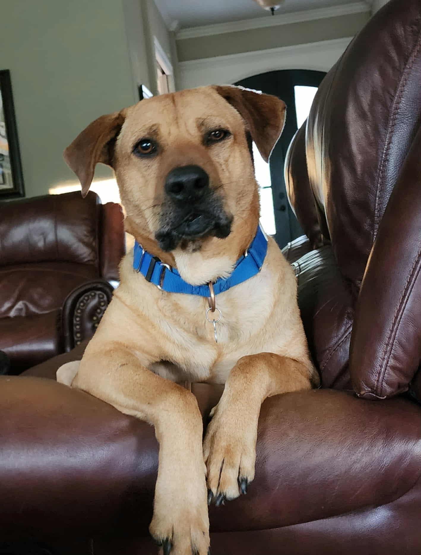 Enlarge Butters, a Adoptable mixed breed in Houston, TX image 1/6