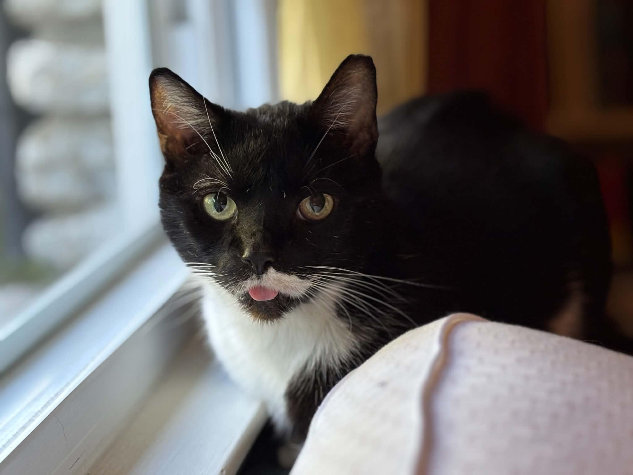 Wooten, Adoptable, Adult Male Domestic Short Hair.